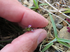 Euphrasia subarctica