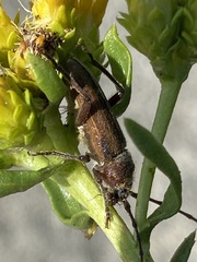 Crossidius testaceus australis