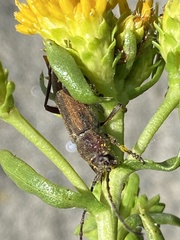 Crossidius testaceus australis
