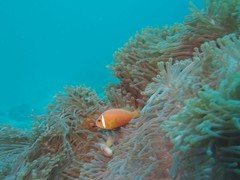 Amphiprion nigripes