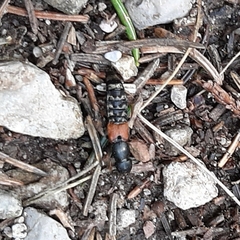 Platydracus stercorarius
