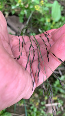 Eragrostis amurensis