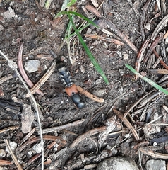 Platydracus stercorarius