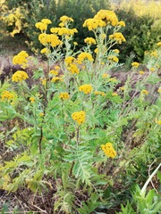 Tanacetum vulgare