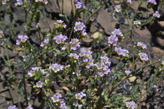Phacelia brachyloba