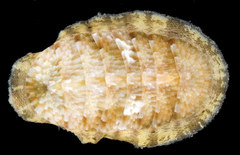 Ischnochiton comptus