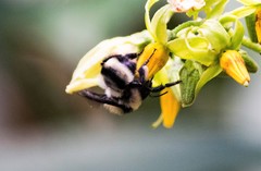 Bombus brasiliensis
