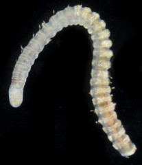 Lumbrineris perkinsi