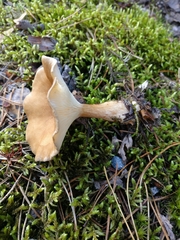 Infundibulicybe squamulosa