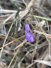 Dicliptera decorticans