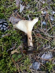 Infundibulicybe squamulosa