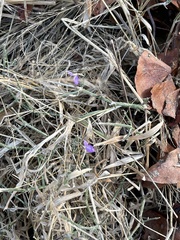 Dicliptera decorticans