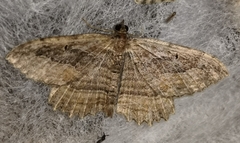 Philereme transversata
