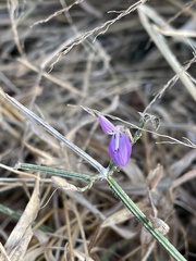 Dicliptera decorticans