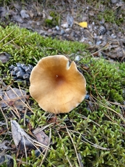 Infundibulicybe squamulosa