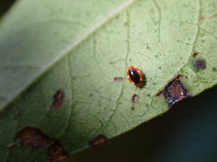 Coniopteryginae