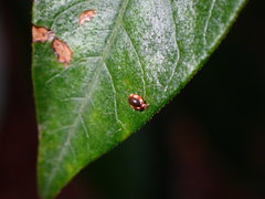 Coniopteryginae