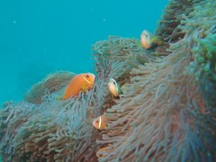 Amphiprion nigripes