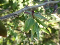 Tetragonia saligna