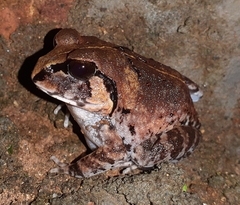 Sphaerotheca dobsonii