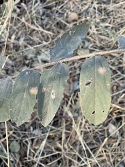 Grewia bicolor bicolor