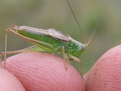 Conocephalus saltans