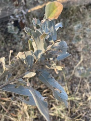 Grewia bicolor bicolor