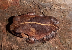 Sphaerotheca dobsonii