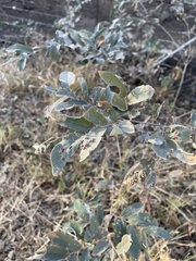 Grewia bicolor bicolor