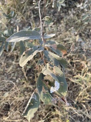 Grewia bicolor bicolor