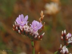 Limonium binervosum