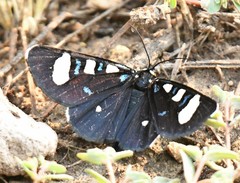 Alypiodes flavilinguis