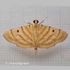 Notarcha tigrina
