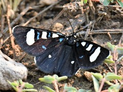 Alypiodes flavilinguis