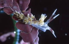 Cuthona hamanni