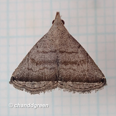 Lysimelia neleusalis