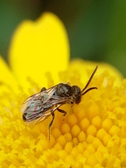Halictidae