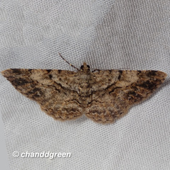 Psilalcis galsworthyi