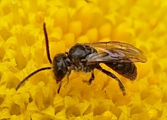 Halictidae