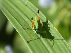 Chiapacris nayaritus