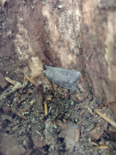 blyšťavka obyčajná (Amphipyra tragopoginis)
