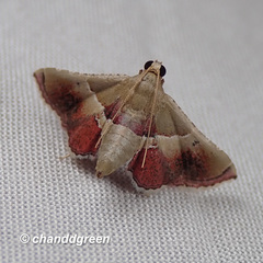 Endotricha repandalis