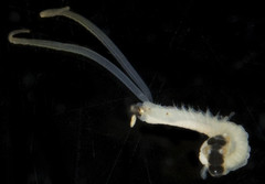 Mesochaetopterus minutus