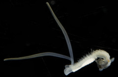 Mesochaetopterus minutus