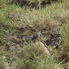 Curruca sarda