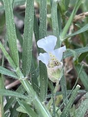 Diclis petiolaris