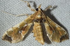 Leucinodes laisalis