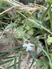 Diclis petiolaris