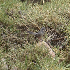 Curruca sarda
