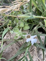 Diclis petiolaris